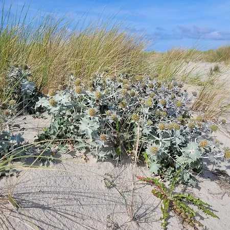 Haus Admiral - Suedwind Апартаменты Шпикерог