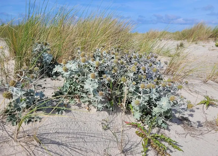 Haus Admiral - Suedwind Апартаменты Шпикерог